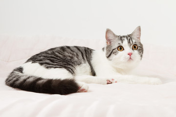 Fototapeta na wymiar Scottish Straight cat lying on the bed, 6 months old. 
