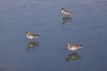 氷上の三羽の鴨