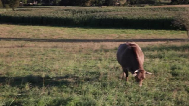 Cows and horses grazing in the countryside