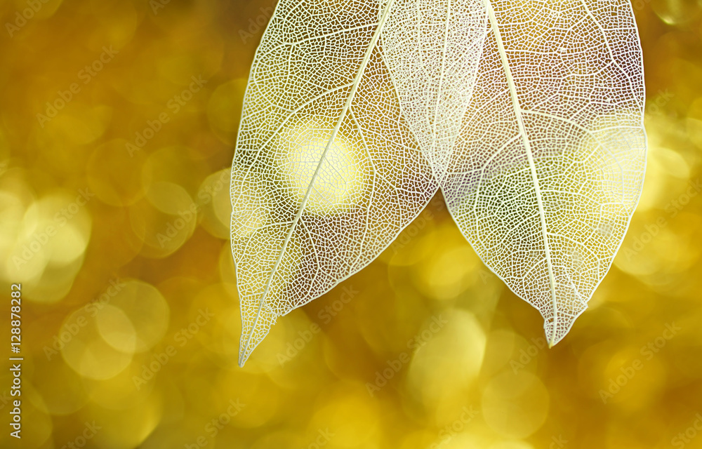 Fototapete white transparent skeleton leaves with beautiful texture on a golden shiny abstract background blurr