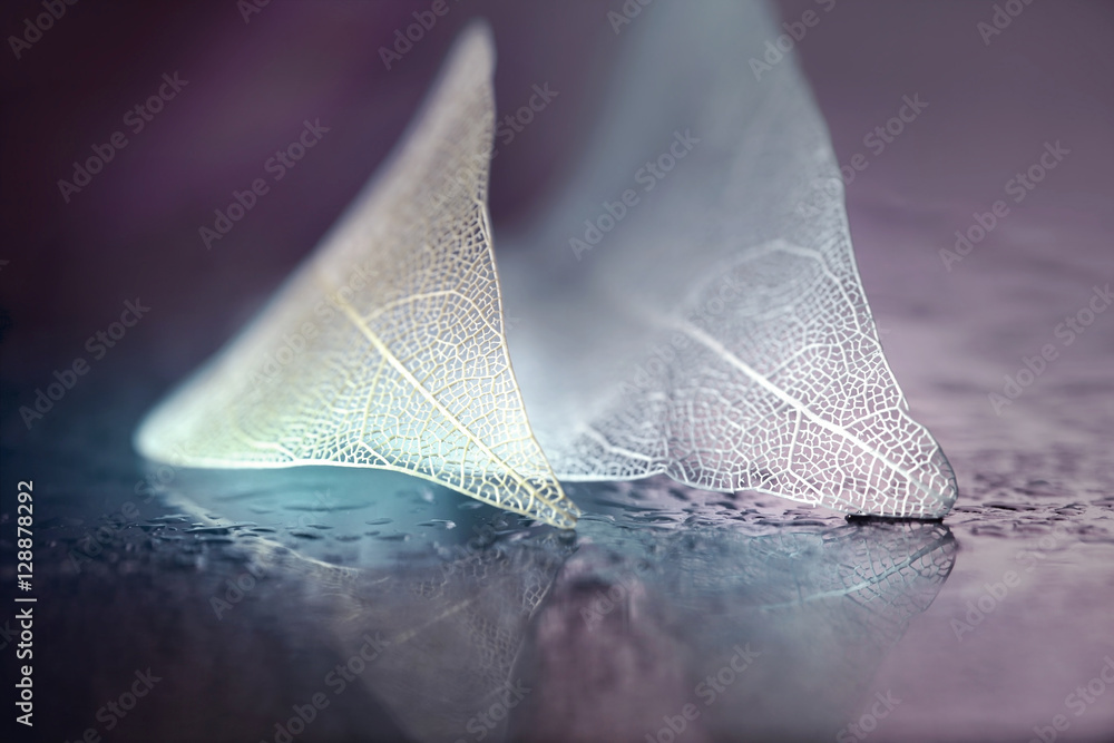 Poster White transparent skeleton leaf with beautiful texture on a lilac abstract background on glass with shiny water dew drops and circular bokeh close-up macro. Gentle romantic artistic image.