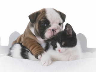 puppy and kitten love