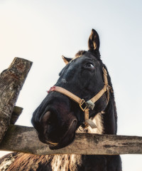 Farm horse portrait