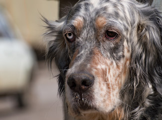 Two color-eyed setter