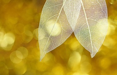 White transparent skeleton leaves with beautiful texture on a golden shiny abstract background blurred close-up macro. Romantic gentle artistic image, circular bokeh.