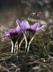 Anemone petals shining sun and bee