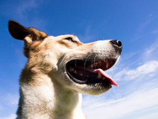 mixed breed dog (28) face close-up against blue sky