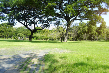 green grass field in big city park
