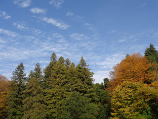 Fototapeta na wymiar Осенний лес на фоне голубого неба, зеленые сосны и желтые листопадные деревья