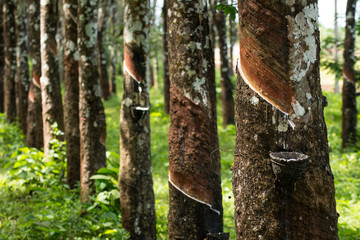 Naklejka premium Rubber plantation lifes, Rubber plantation Background, Rubber trees in Thailand.(green background)