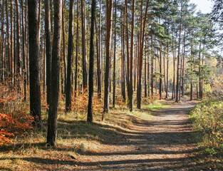 Autumn landscape. Sunlit autumn pine forest.
