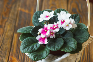African violet (pink and white saintpaulia ionantha) in white wicker basket on wooden background