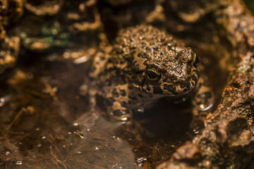 Frog in swamp / mimicry