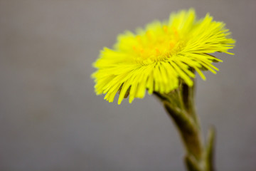 Coltsfoot/Tussilago