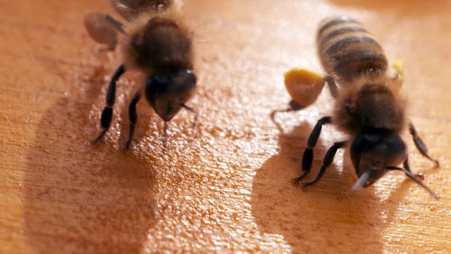 bees dancing on hive macro shot