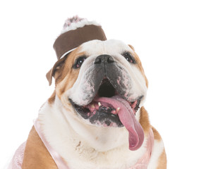 Obraz premium female senior bulldog