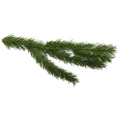 fir branch isolated on white, 3d illustration