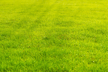 Obraz na płótnie Canvas Raindrops on the beautiful green grass.