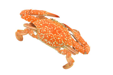crab isolated on white clipping paths
