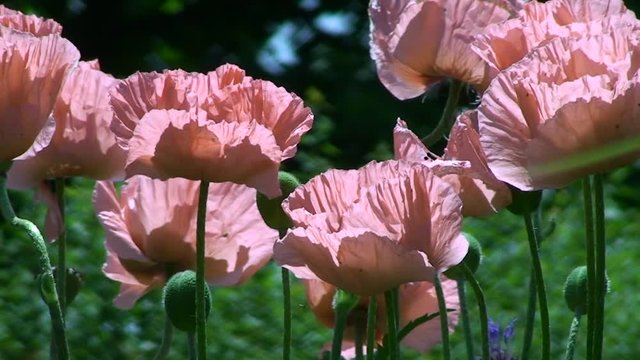 Mohnblumen und Mohnkapseln bewegen sich im Wind (Gro&szlig;aufnahme)