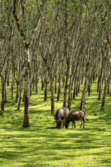 Buffalo in rubber plantation,rubber plantation lifes, Rubber plantation Background, Rubber trees in Thailand.(green background), Buffalo crowd