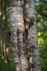 Black Bear (Ursus americanus) Cub Looks Around Tree Trunk
