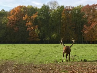 Hirsch von hinten mit viel Freiraum für Text