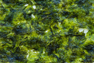 Green Alga background and textured