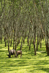 Buffalo in rubber plantation,rubber plantation lifes, Rubber plantation Background, Rubber trees in Thailand.(green background), Buffalo crowd