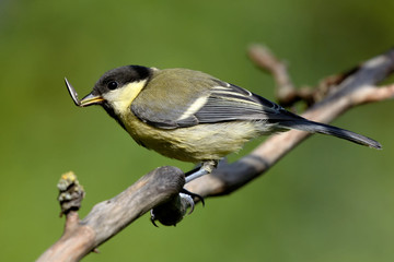 Juvenile Kohlmeise im Garten