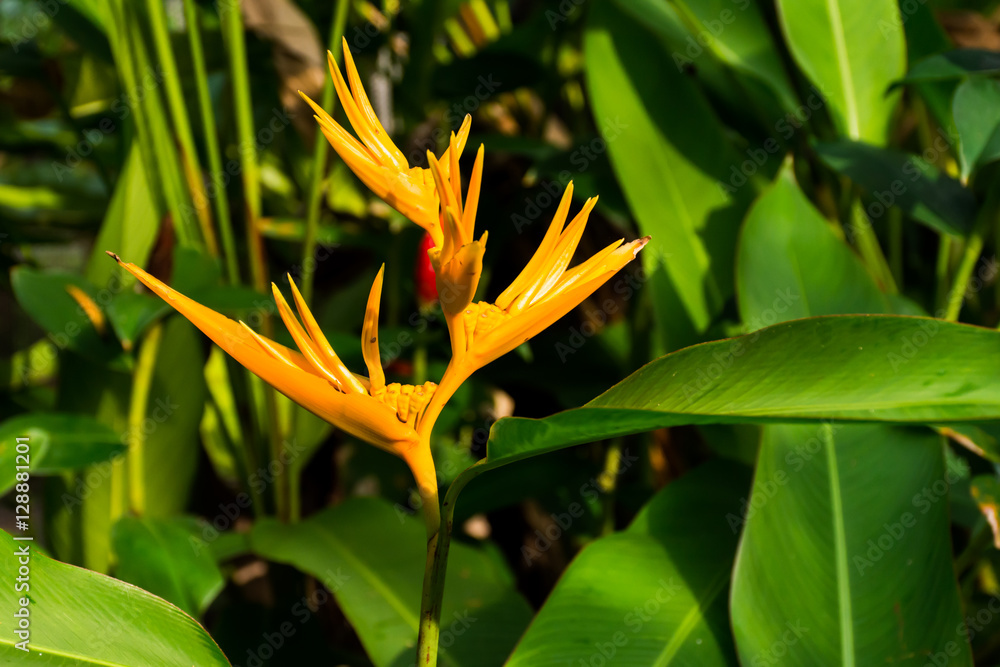 Poster flower