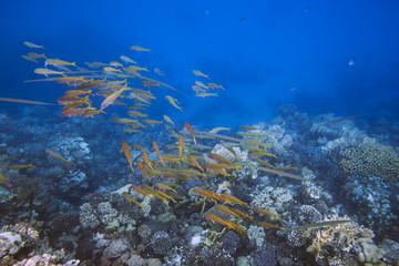Fototapeta na wymiar School of bright yellow fishes over sunlit coral reef in the Red Sea, Egypt