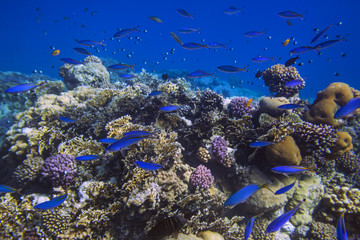 Fototapeta na wymiar School of bright blue fishes over sunlit coral reef in the Red Sea, Egypt