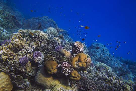 Fototapeta Sunlit coral reef in the Red Sea, Egypt