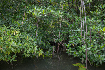 The river Bentota among the Jungle.