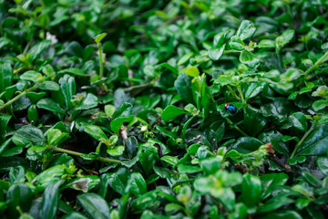 Blue Bug