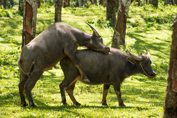 Buffalo in rubber plantation,rubber plantation lifes, Rubber plantation Background, Rubber trees in Thailand.(green background), Buffalo crowd