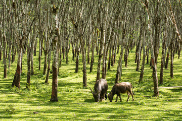 Fototapeta na wymiar Buffalo in rubber plantation,rubber plantation lifes, Rubber plantation Background, Rubber trees in Thailand.(green background), Buffalo crowd