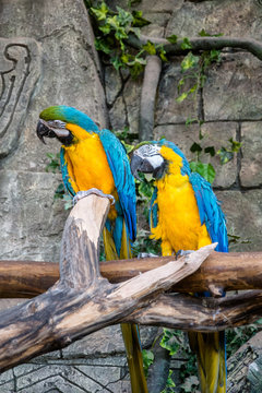 two blue-and-yellow macaw sitting on a branch