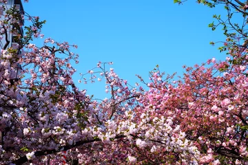 Papier Peint Lavable Fleur de cerisier 八重桜