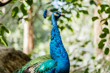 Obraz premium Beautiful male peacock close-up portrait. Horizontal