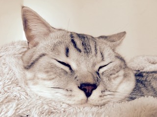 Scottish Straight cat