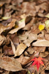 落ち葉