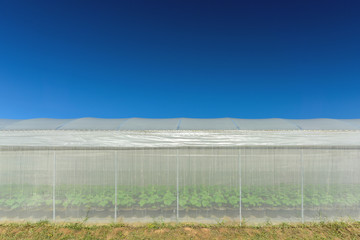Melon plantation in tunnel greenhouse