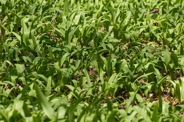 Obraz premium Ramps wild leeks