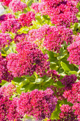 Obraz premium Sedum prominent (Sedum spectabile)