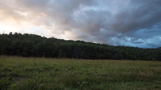 4K TL Young Elk Graze at Sunset in Cataloochee