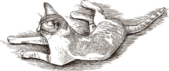 sketch of a lying cat © makar