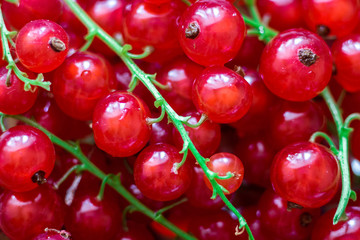 background of ripe juicy red currant berries. top view - horizontal photo.