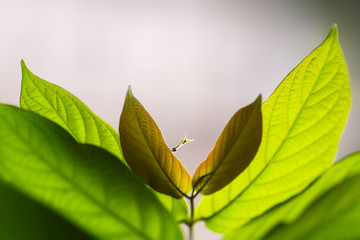 Green leaves on blurred background